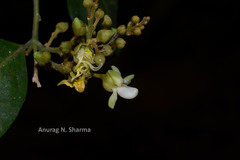 Xanthophyllum flavescens